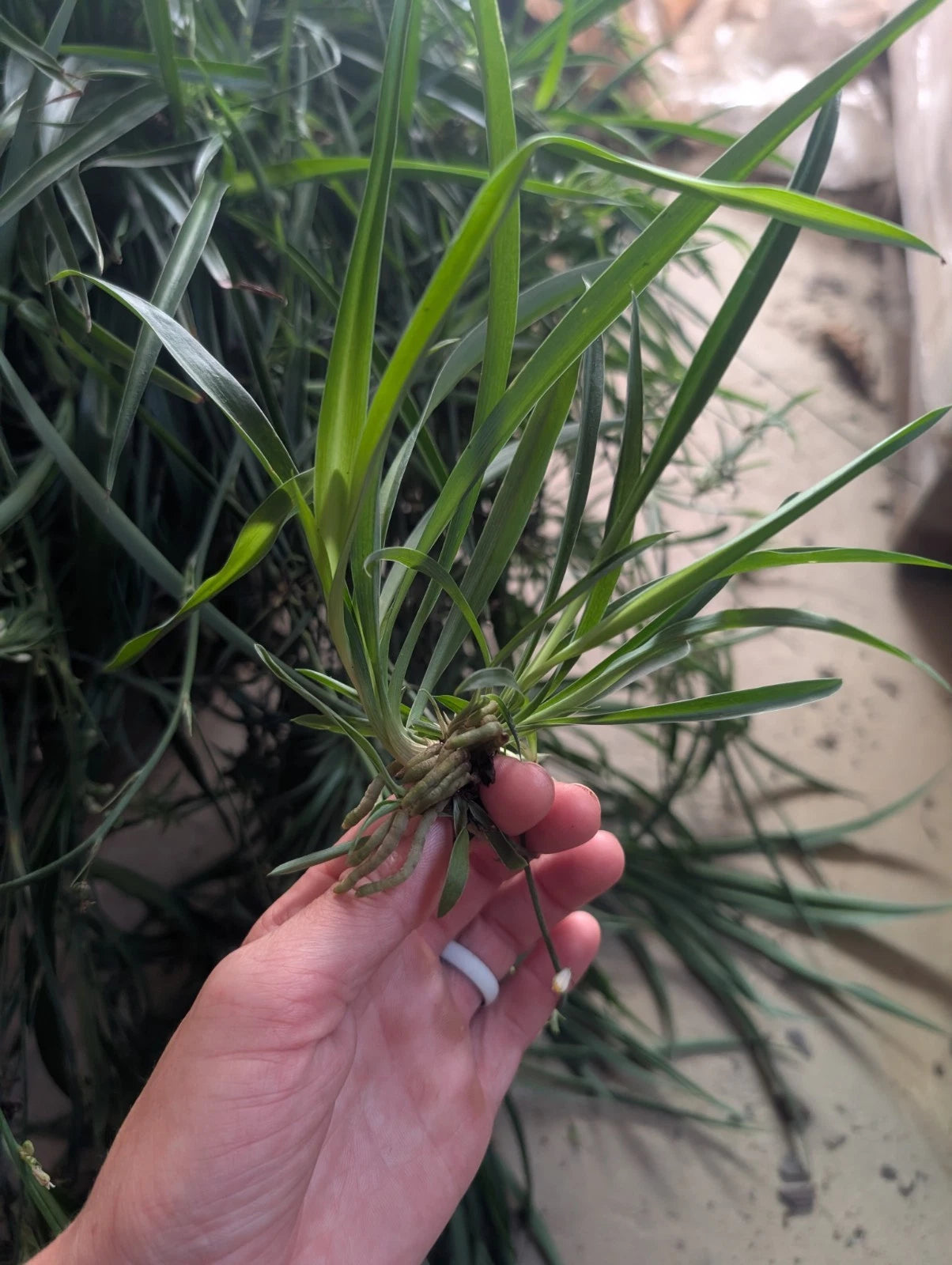 Well Rooted Spider Plant Babies - 10 Pack - Chlorophytum comosum - Easy to Grow Indoor Plants