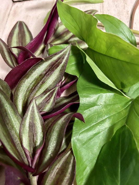 10 Rooted Plant Cuttings - Wandering Jew & Arrowhead Vine - Healthy & Ready to Grow (Tradescantia zebrina & Syngonium podophyllum)