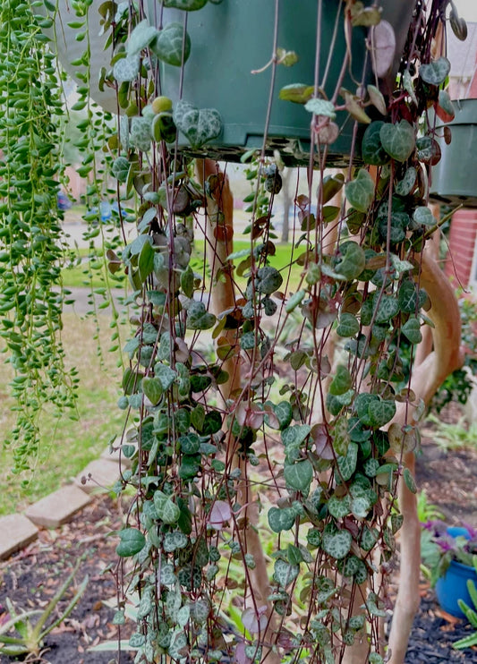 10 Ceropegia Woodii 'String of Hearts' Succulent Cuttings 10"-12" - Rare Indoor Plant for Home Decor