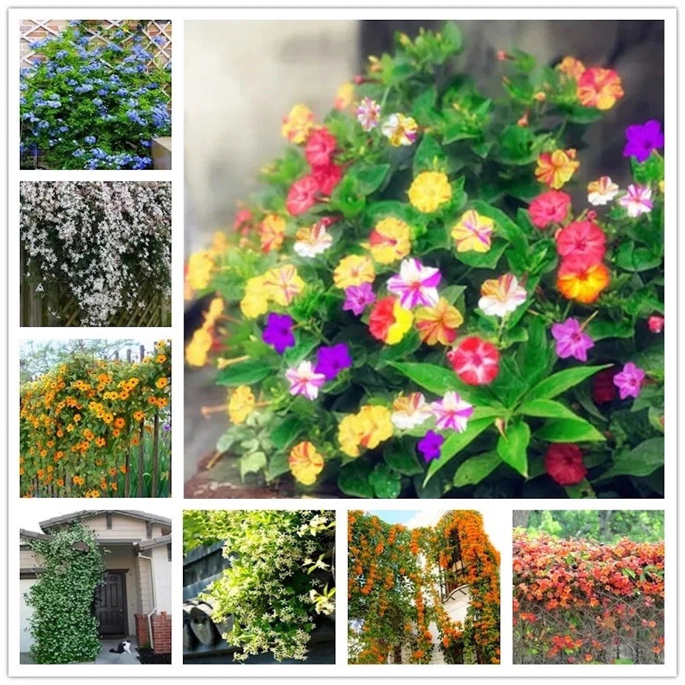 20 Jasmine Flower Seeds - Rare Exotic Fragrant Rambling Vine - Jasminum spp. for Garden Bush Planting