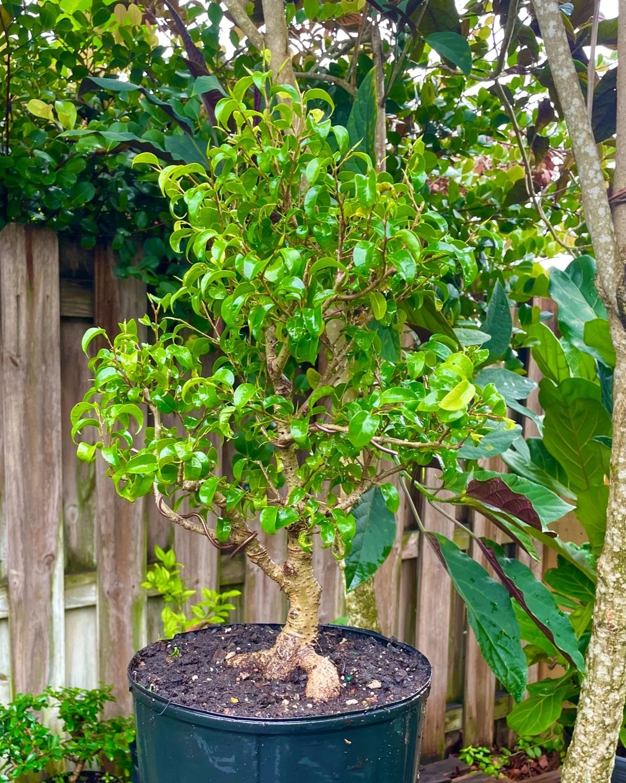 Ficus Doolittle Bonsai Tree 7 Years Aerial Roots Indoor/Outdoor 15" Tall - Ficus Microcarpa