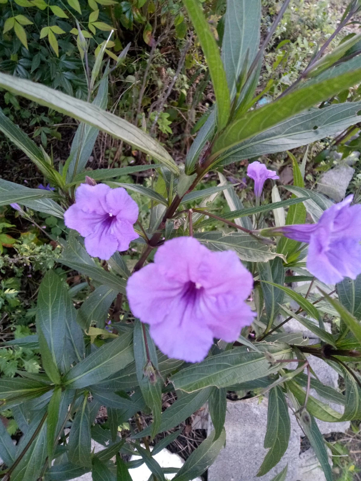 15 Rooted Cuttings Purple Showers Mexican Petunia Ruellia Simplex Perennial Flowering Plants for Garden Landscape