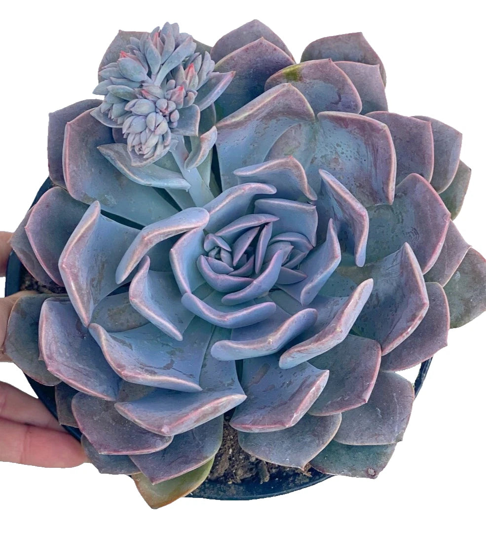 Rare Succulent Echeveria Misty Lilac 2-Inch Fully Rooted Live Plant for Home Decor - Echeveria ‘Misty Lilac’