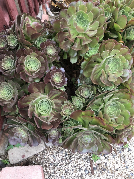 10 Piece Succulent Cuttings, Aeonium Variety, 3 Inches or Larger, Ideal for Planting and Propagation