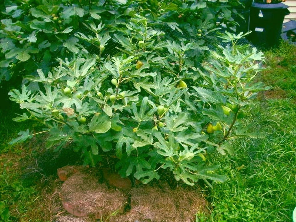 Fig Tree Cuttings - 8 Inch Dalmatie - Delicious Fruits, Rain & Cold Resistant - Ficus carica