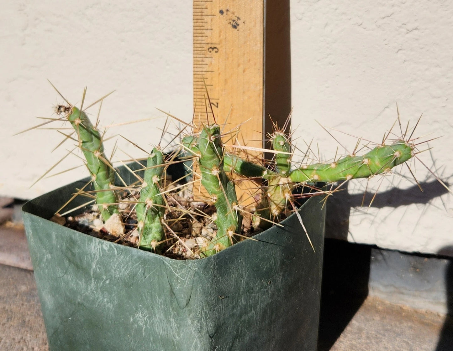 Cylindropuntia Davisii Thistle Cholla Cactus Cuttings Lot (4) - Live Rooted Cactus Plant, Bare Root, Easy Care, Low Water