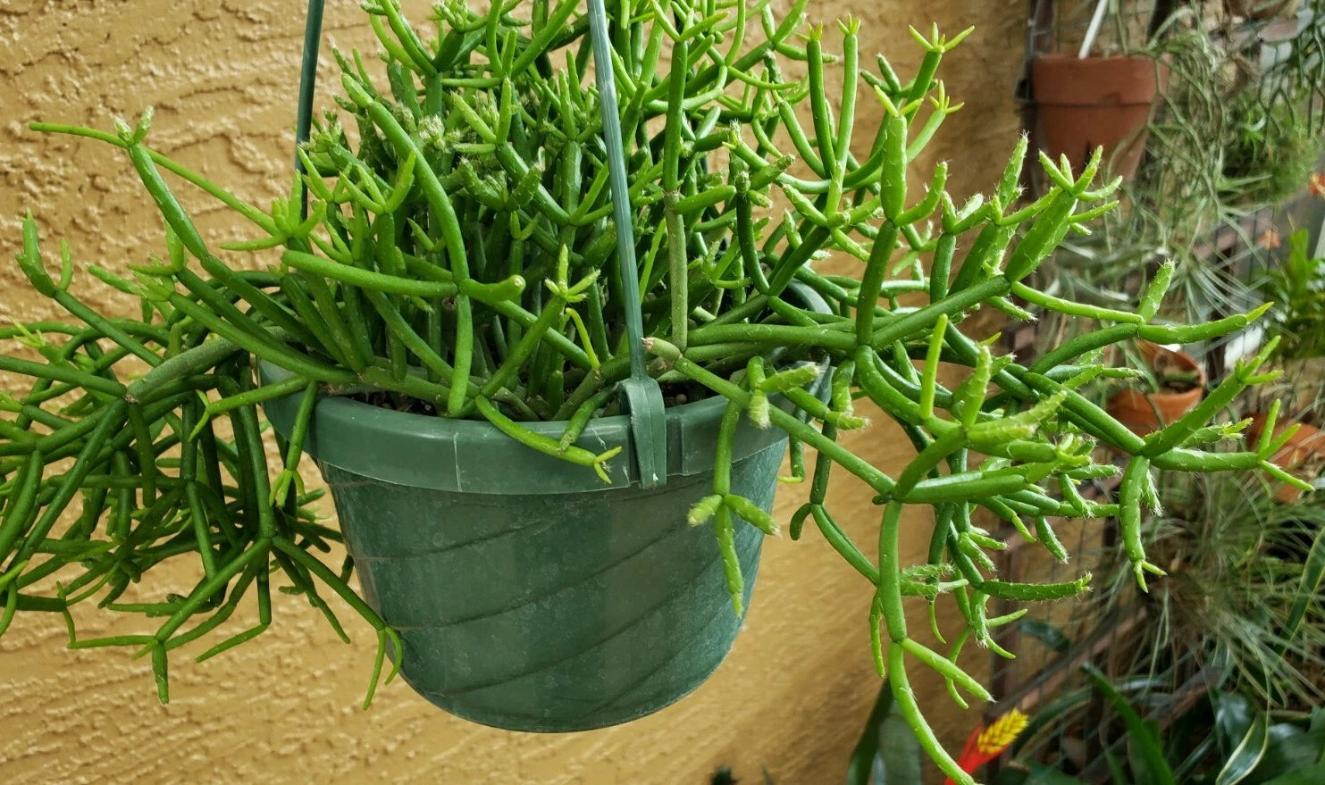 Rhipsalis Teres Clumping Cactus Cuttings - 4 Inch Branches - Brazilian Epiphytic Plant - Unique Green & Purple Stems
