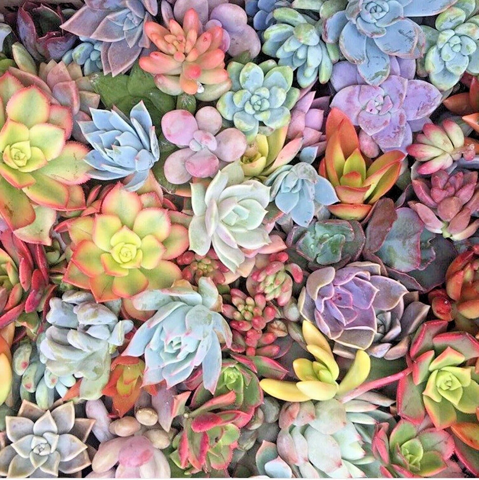 Mixed Succulent Cuttings 25 Pack Pastel Rosettes Red Jade Unrooted Live Plants - Ideal for DIY Arrangements