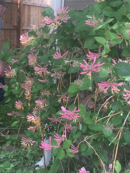 10 Unrooted Honeysuckle Gold Flame Vines Cuttings 6" - Lonicera x heckrottii - Pollinator-Friendly, Gold & Coral Flowers