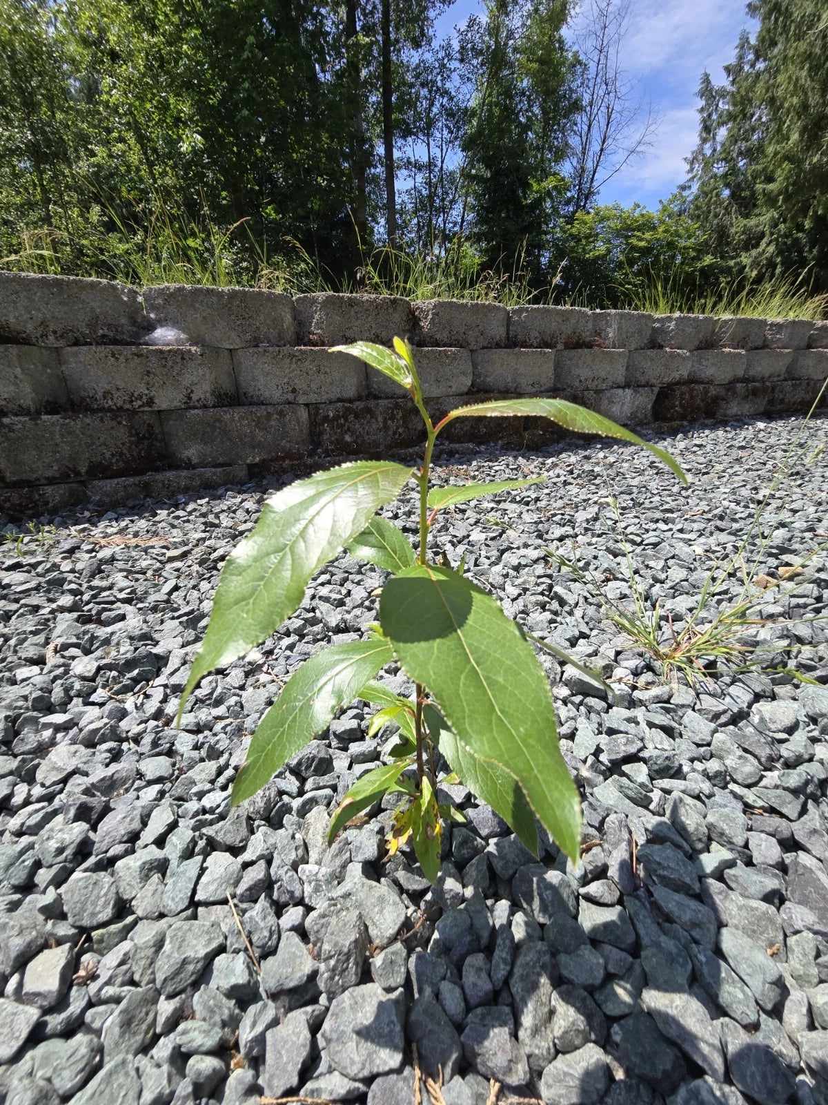 Bare Root Black Cottonwood Tree 6-9" Populus trichocarpa - Fast Growing Native Tree Grown in PNW WA (Set of 2)