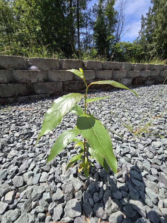 Bare Root Black Cottonwood Tree 6-9" Populus trichocarpa - Fast Growing Native Tree Grown in PNW WA (Set of 2)