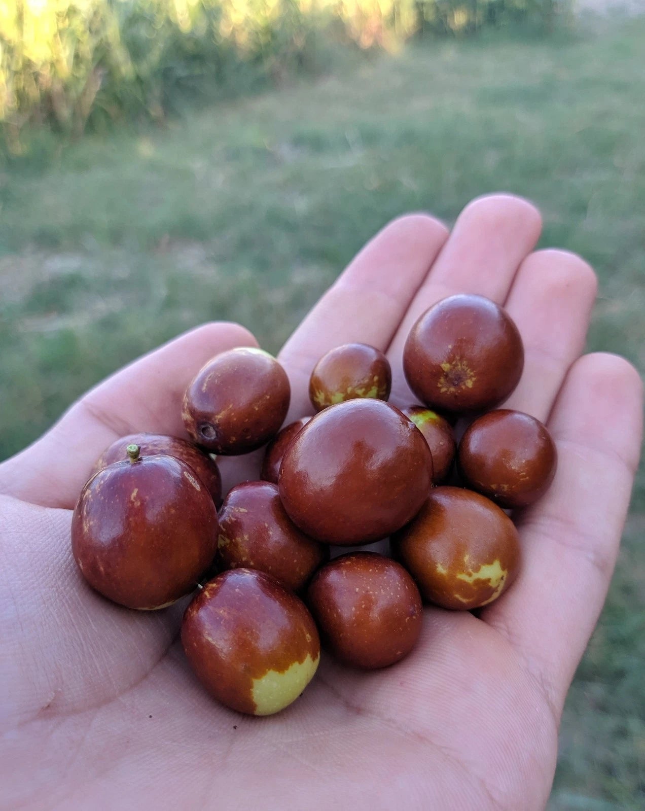 Rooted Live Jujube Plant - Ziziphus - Hardy Fruit Tree for Garden or Yard - Edible and Ornamental Plant
