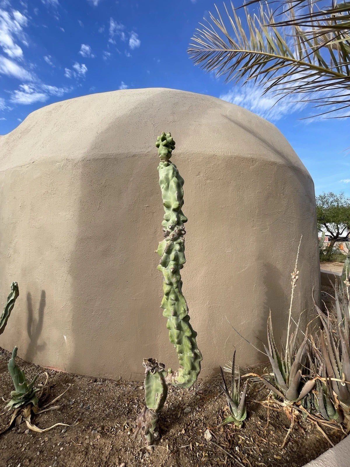 Large Totem Pole Cactus - Rare Rooted Monstrosus Specimen - Exotic Knobby Features - Perfect for Plant Collectors