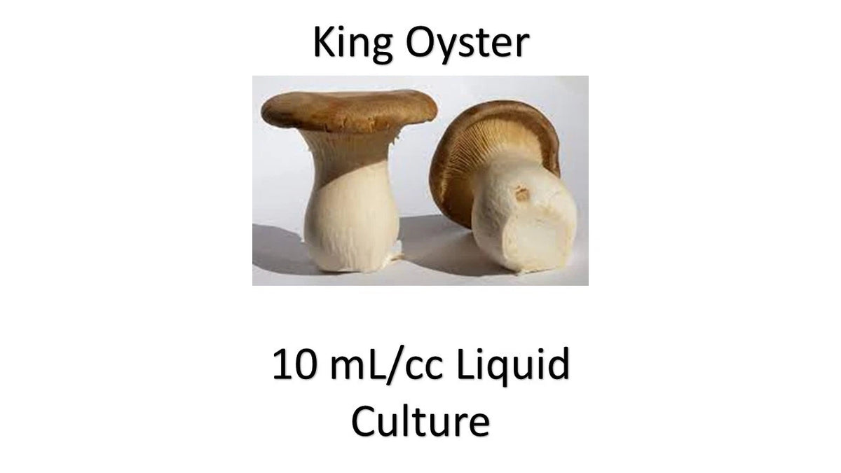Liquid Culture 10 ML King Oyster Mushroom - Pleurotus eryngii - Gourmet Fungi for Home Cultivation