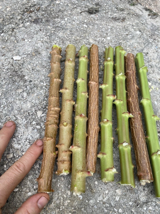 Yuca Cassava Live Cuttings 8-12” Organic Manihot Esculenta Edible Leaves - Fresh Cuttings from Florida