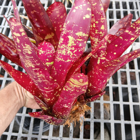 3 Pc Large Pups Bromeliad Plant Red Neoregelia Burgundy Bare Root with Bonus Tillandsia Secunda Airplant - 4 Plants Total