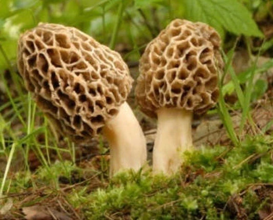 Yellow Morel Mushroom Liquid Culture Syringe 10-12ml - Morchella esculenta for Outdoor Gardening and Culinary Use