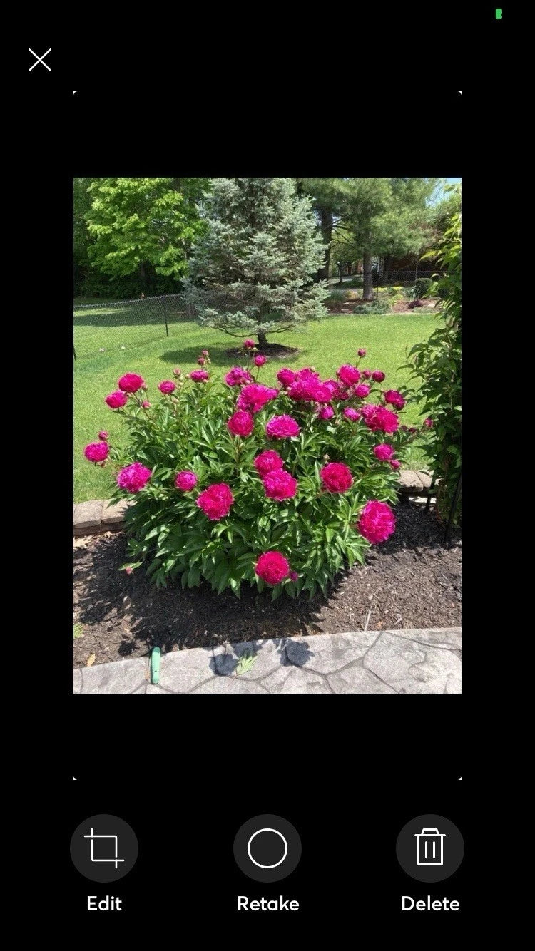 Peony Live Plant Bush Bare Root Pink Double Petal SARAH BERNHARDT (Paeonia) - Vibrant Garden Flower for Outdoor Spaces
