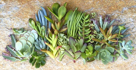 25+ Assorted Succulent Cuttings - 1.5-2 Inch - Various Varieties - Ideal for Planting - Free Shipping