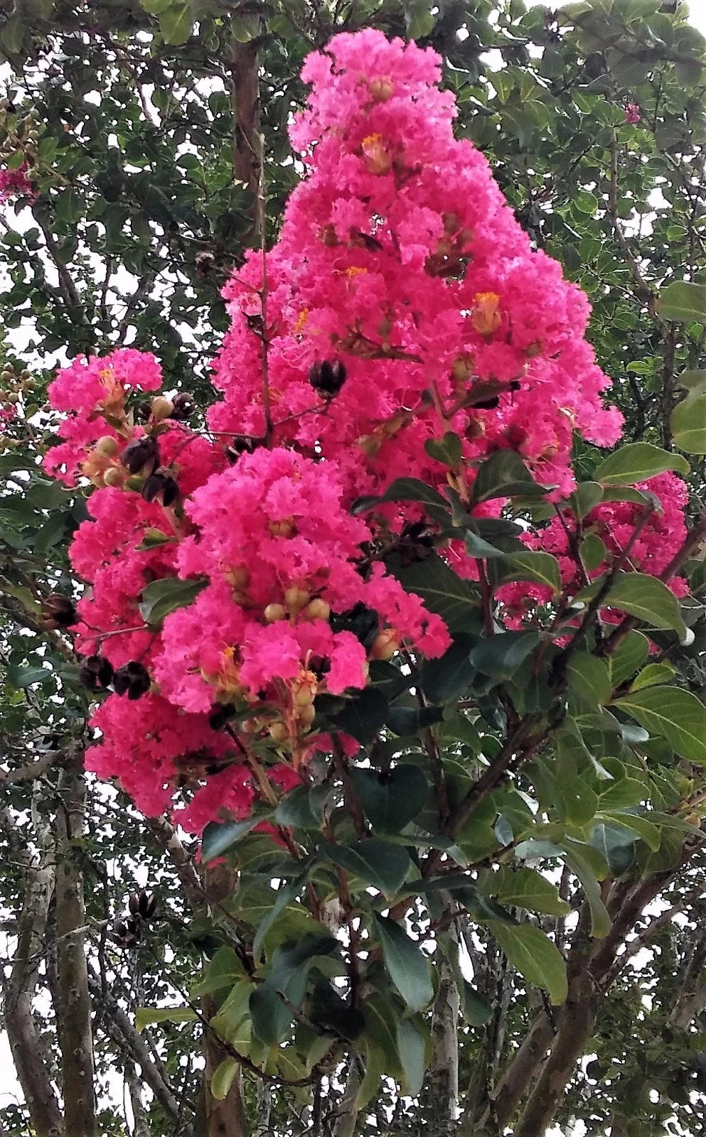 Hot Pink Crepe Myrtle Trees - 6" Rooted Cuttings - Lagerstroemia indica - Fast Growing, Low Maintenance Flowering Bushes