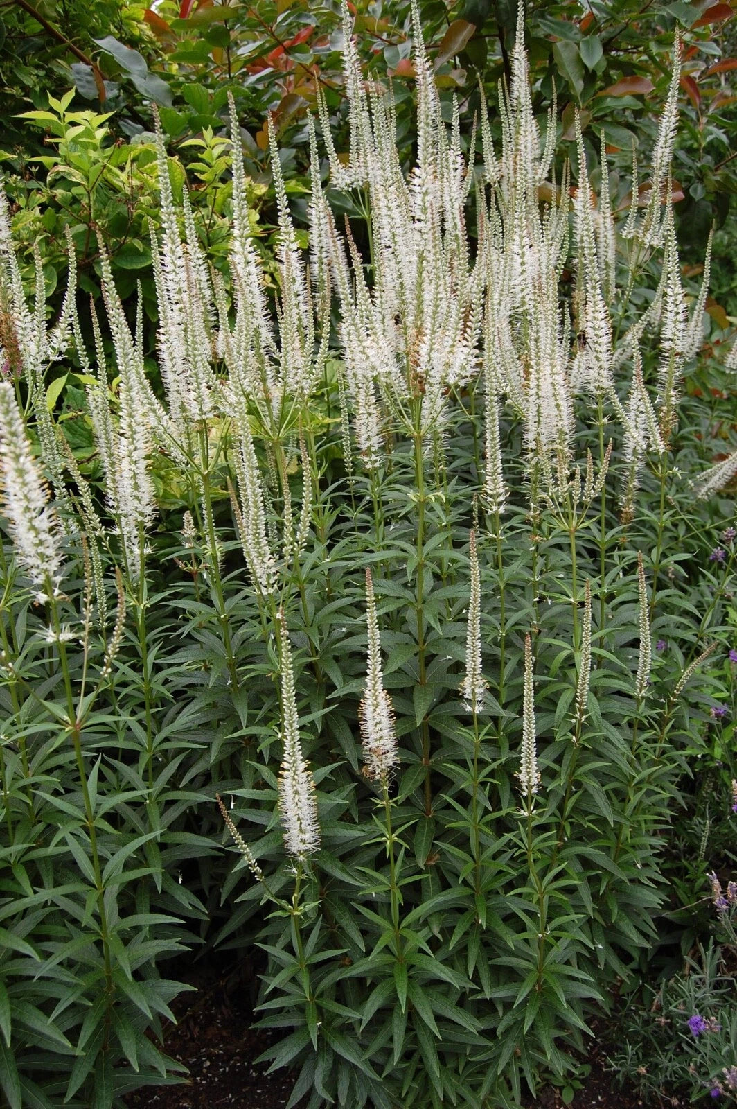 Culver's Root Live Starter Plant 4-8” Veronicastrum virginicum - Hardy Perennial for Garden - Free Shipping