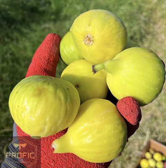 Yellow Long Neck Fig Tree Plant - Honey Sugar Type Ficus carica - Healthy, Disease-Free, Cold Hardy, Vigorous Growth