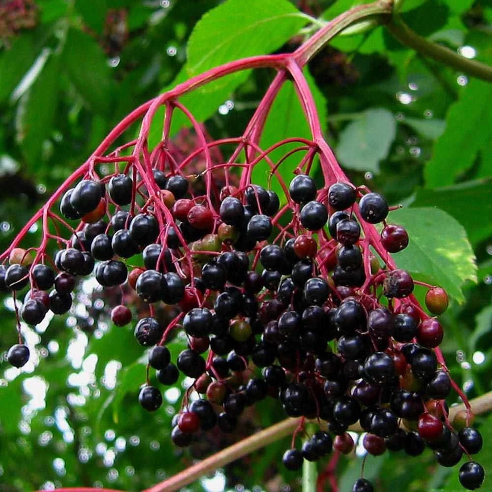 Johns Elderberry Cuttings - Unrooted Sambucus Bush Shrub - Perennial Medicinal Plant, Green Foliage, Edible Berries