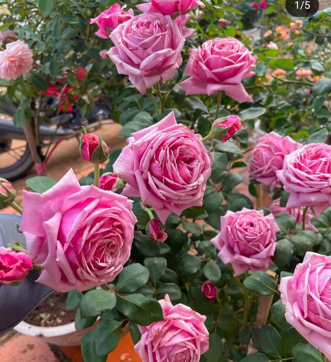 Pink Rose Cuttings - 3 Fresh Unrooted Cuttings 5-8" Long - Huge Blooms - Perfect for Gardening (Rosa spp.)