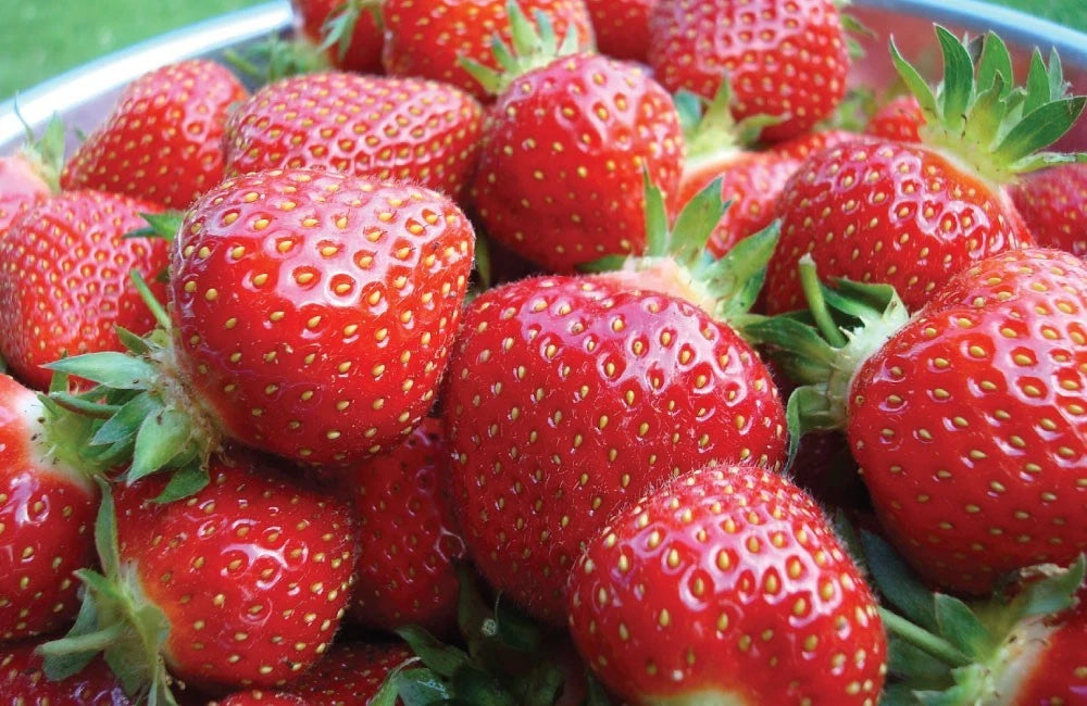 Everbearing Strawberry Plants - Pack of 10 Bare Root Seascape - Fragaria x ananassa - Zones 4-9, High Yield & Disease Resistant
