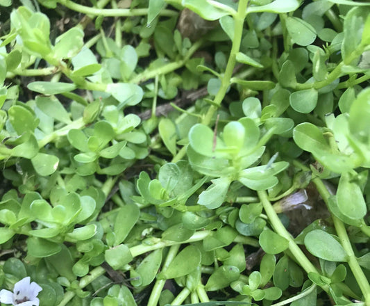 20 Live Bare Root Bacopa Monnieri Aquatic Plant, Brahmi Water Hyssop, Rau Dang - Hardy Freshwater Aquarium Plant