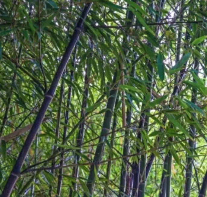 Live Black Bamboo Rhizome Starter Plant - Phyllostachys Nigra - Bare Root Black Bamboo for Privacy Screen and Fencing