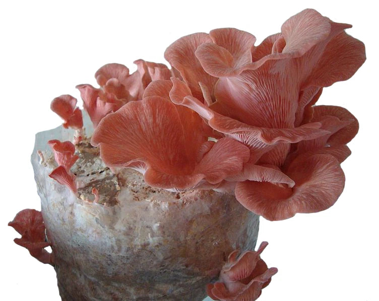 Pink Oyster Liquid Culture Syringe 10cc - Pleurotus djamor - Fast Growing Gourmet Mushroom Mycelium for Cultivation