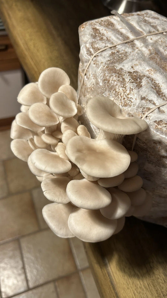 White Elm Oyster Mushroom Liquid Culture 10ml - 100% Contamination Free, Lab Produced (Pleurotus ostreatus)