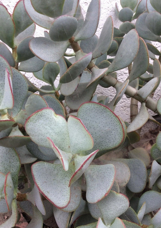 Succulent Cuttings 3-Pack Crassula Arborescens Silver Dollar (No Roots) - Live Plant Cuttings for Cactus & Succulent Mix