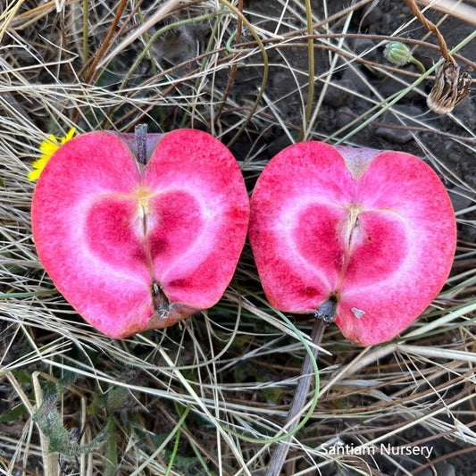 Almata Red Flesh Apple Tree - Bare Root - M7 Rootstock - Malus domestica - Winter Hardy Edible Ornamental