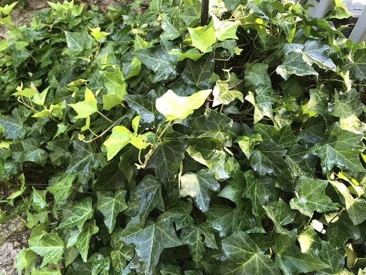 10 English Ivy Ground Cover Plants - 4"-8" Live Bare Root - Hedera helix - Ideal for Shade or Indoor Use