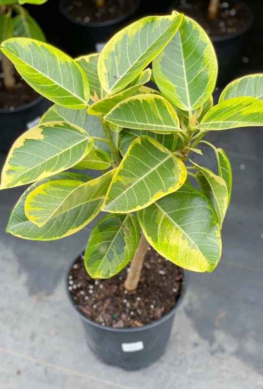 Yellow Gem Rubber Tree Starter Plant - Ficus elastica - Small Rooted Indoor Plant for Home Decor and Air Purification