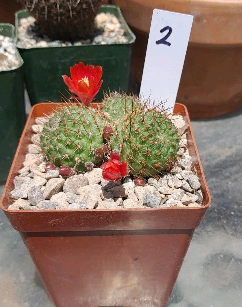 Rebutia Perplexa Cactus 4" Pot Orange Blooms | Dwarf Succulent | Indoor/Outdoor Plant