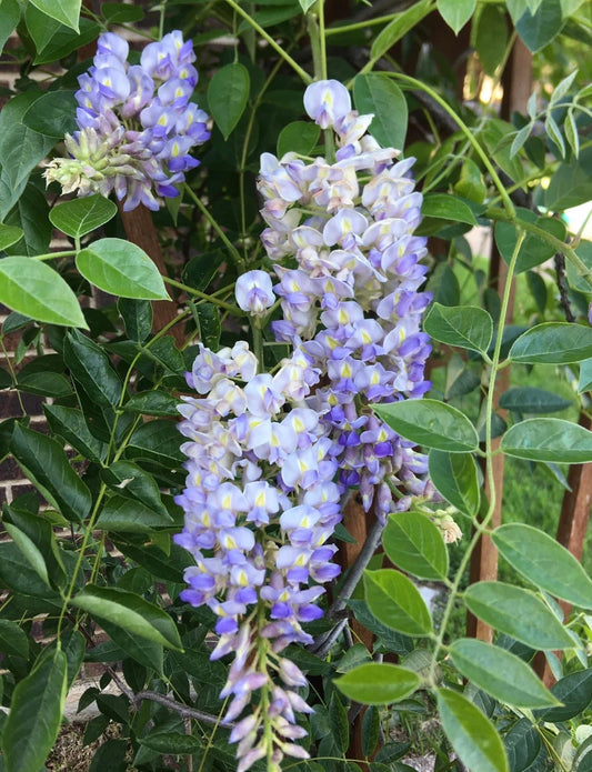 Blue Moon Wisteria Live Plant 6-14" - Fragrant Blue Flowers - Fast-Growing Perennial - Wisteria macrostachya