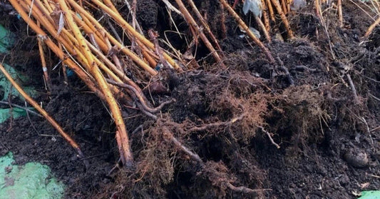 10 Pack Bare Root Raspberry Plants - Killarney Variety - Summer Bearing - Large Fruit - Rubus idaeus
