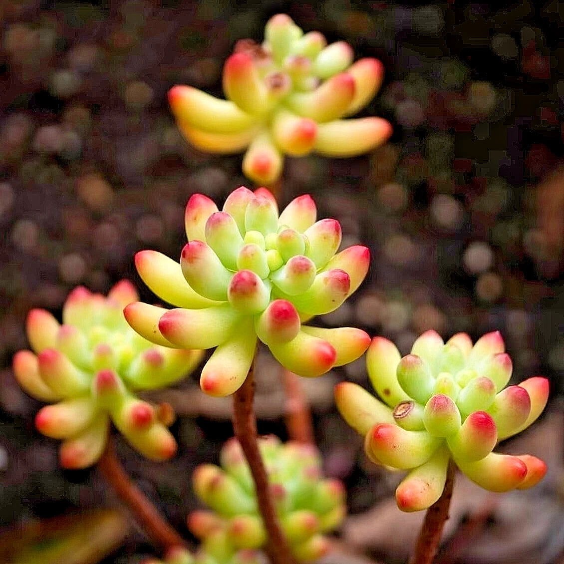 Sedum Pachyphyllum Succulent Plant - 1.5-2 Inches Blue Jelly Bean - Fully Rooted Healthy Rare Live Plant - Bare Root