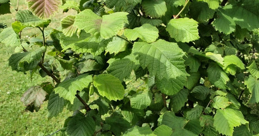 American Hazelnut Tree Plants 12-18 Inches Live Bare Root (Corylus Americana) 1-2 Years Old for Zones 5-9