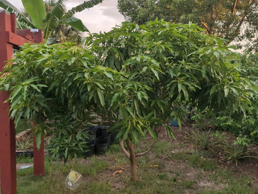 3 Mango Scion Grafting Cuttings - Rosigold Variety - Bud Wood for Grafting - Ideal for Fruit Tree Enthusiasts