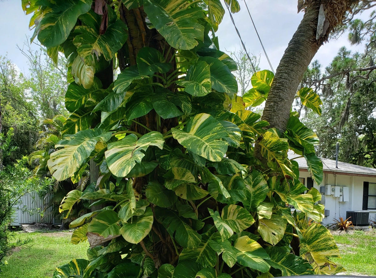 Giant Variegated Golden Pothos Live Plant in 2.5" Pot - Epipremnum aureum - Ideal for Climbing, Indoor Plant Decor