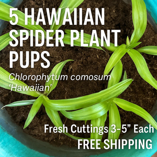 5 Hawaiian Spider Plant Pups Cuttings 3-5” Chlorophytum comosum ‘Hawaiian’ - Fresh Unrooted Propagation Cuttings