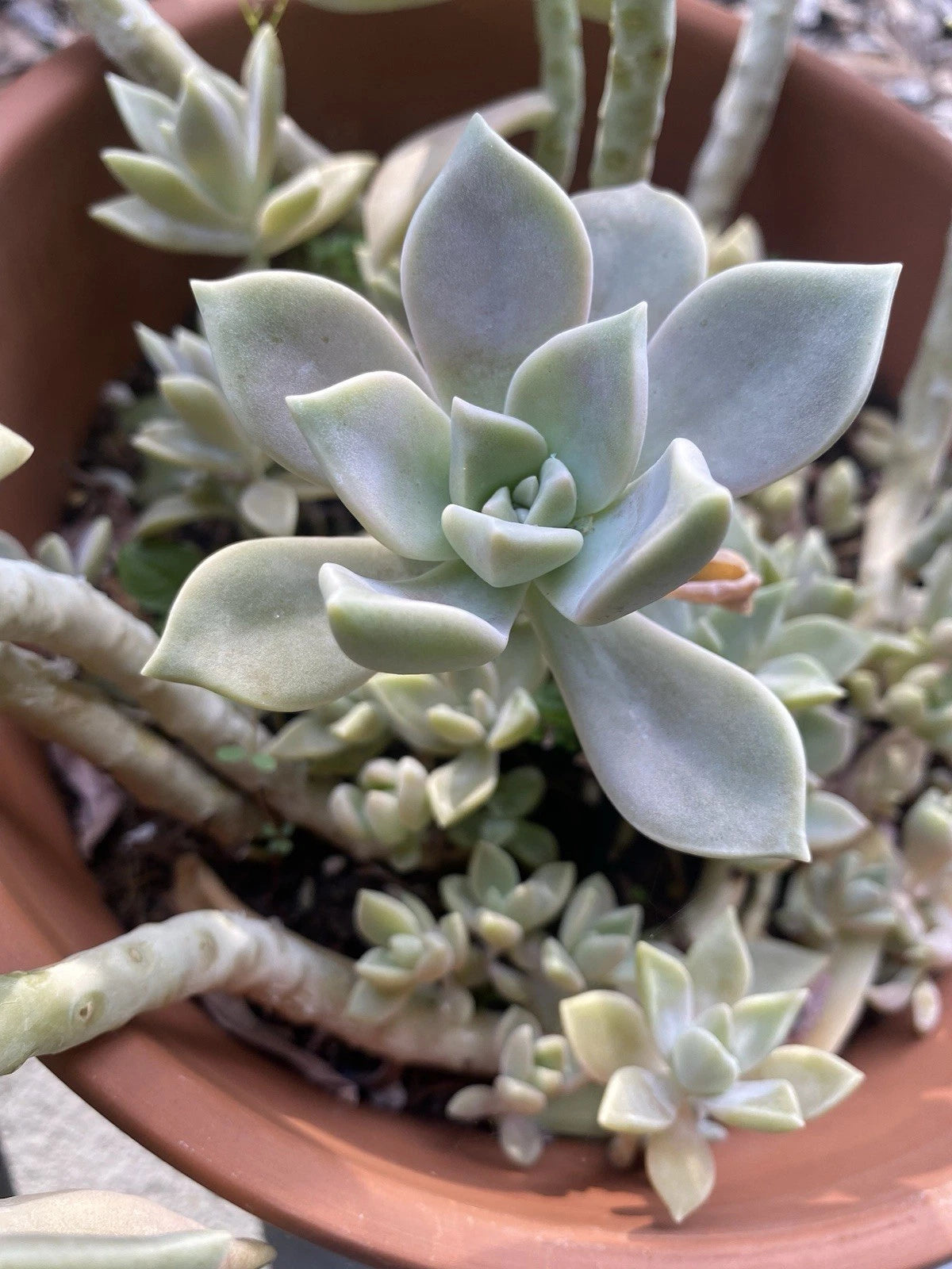 Graptopetalum Paraguayense Ghost Plant Rooted Cutting in 2” Pot - Easy Care Succulent - Ghost Plant