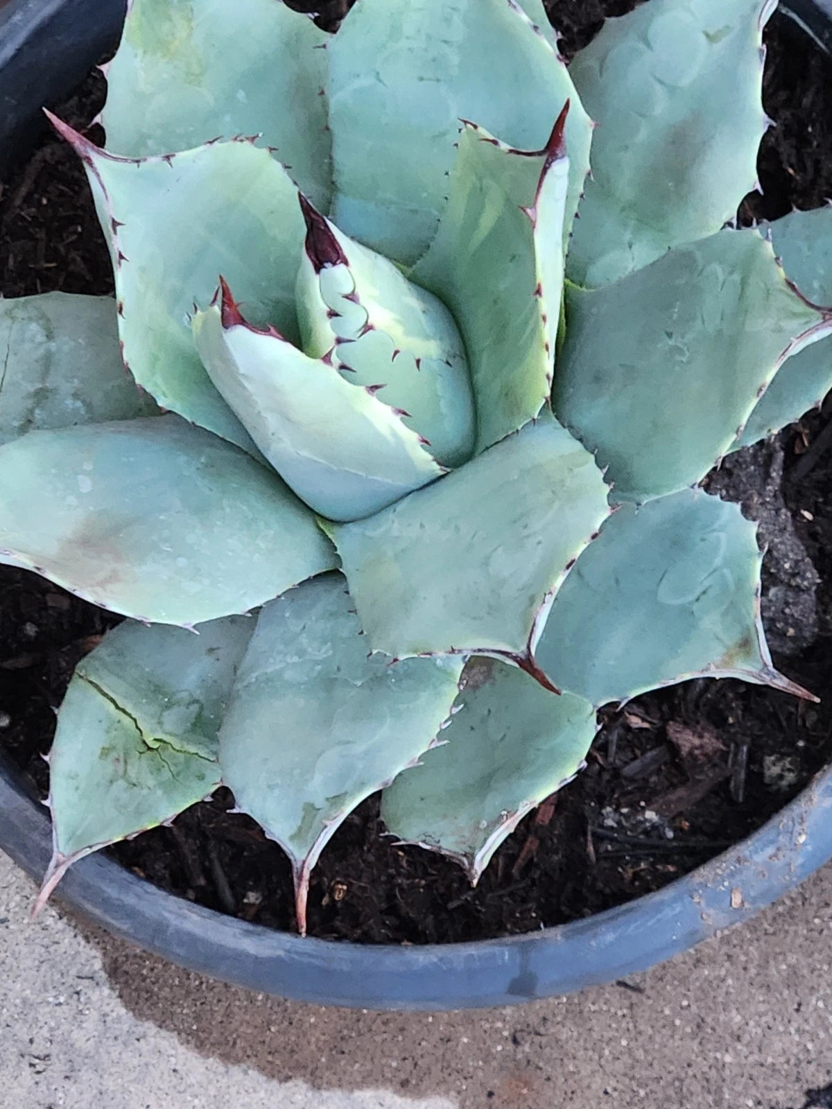 Agave Potatorum Live Plant 5"-6" Bare Root - Healthy Agave Succulent for Home Decor or Garden, No Soil Included