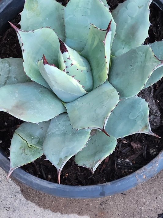 Agave Potatorum Live Plant 5"-6" Bare Root - Healthy Agave Succulent for Home Decor or Garden, No Soil Included