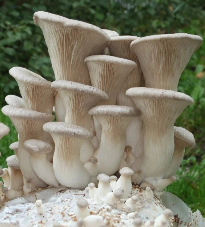 King Oyster Mushroom Liquid Culture Syringe 10-12ml - Pleurotus eryngii - Free Gift Included - Gourmet Mycology Supplies