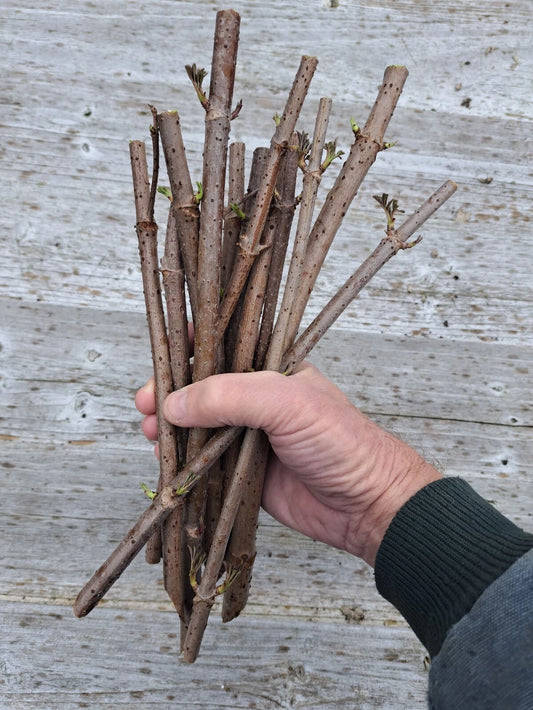American Elderberry Cuttings - 1000 Pack - Black Flowering Edible Perennial - Sambucus canadensis